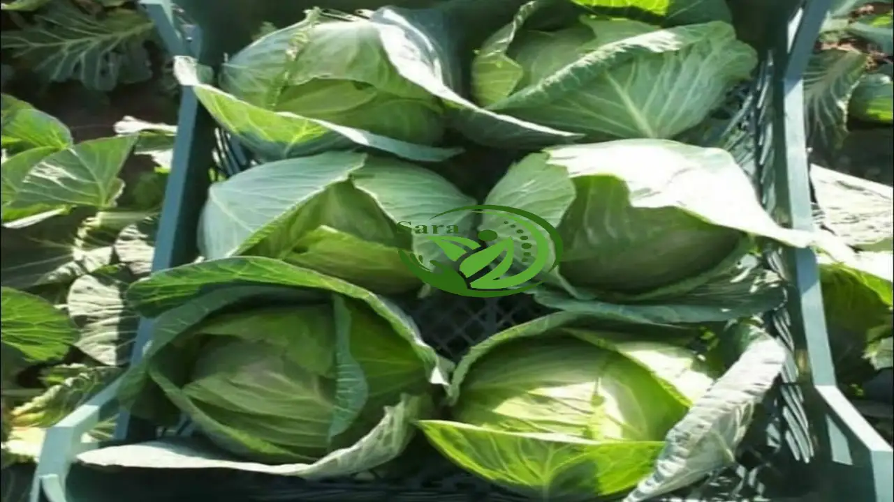 Fresh Cabbage Exporter from Egypt